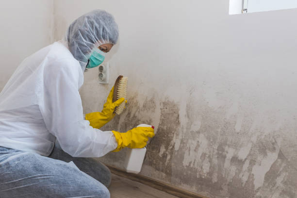 Best DIY Mold Remediation Support Services in Waterville, ME
